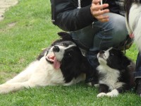 /album/borderkowy-team/dsc08787-jpg/